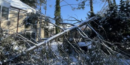 Tree Service, Tree Trimming, Tree Removal