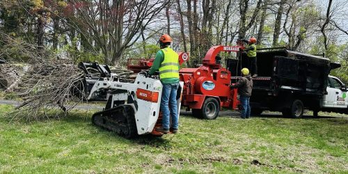 Tree Service, Tree Trimming, Tree Removal