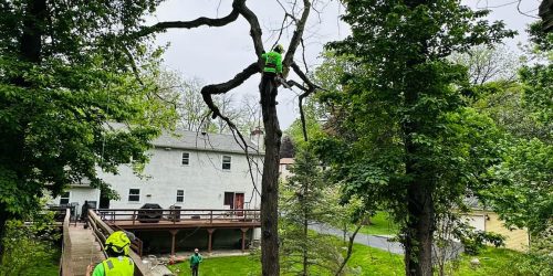 Tree Service, Tree Trimming, Tree Removal
