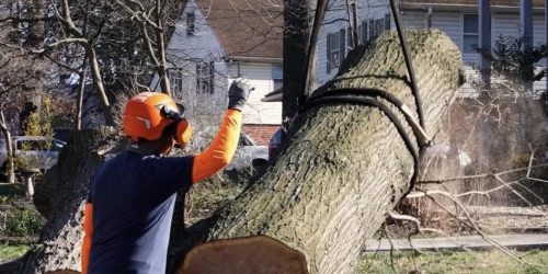 Tree Service, Tree Trimming, Tree Removal