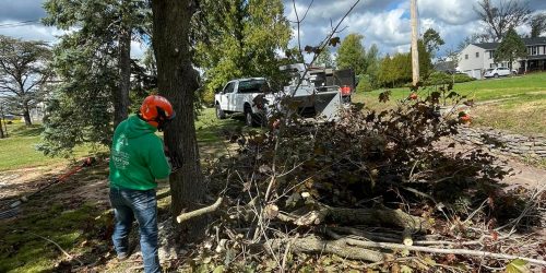 Tree Service, Tree Trimming, Tree Removal