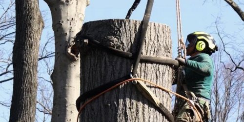 Tree Removal, Tree Cutting, Tree Service, Tree Trimming, Emergency Tree Removal, Free Estimate